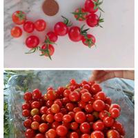pomodori micro rossi 
