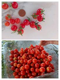 pomodori micro rossi 