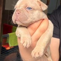 Bulldog francese