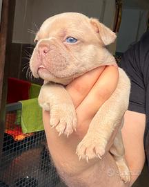 Bulldog francese