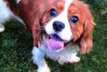 Cavalier king maschio