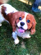Cavalier king maschio