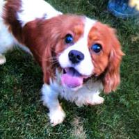 Cavalier king maschio