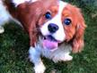 Cavalier king maschio