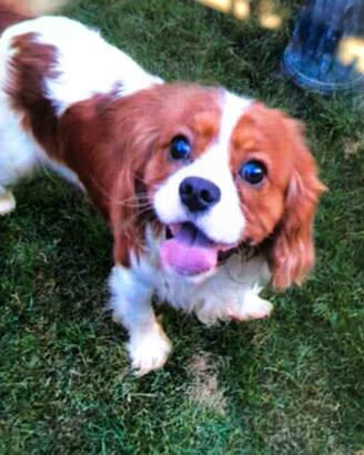 Cavalier king maschio