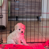 Cuccioli barboncino Toy-Nano Pedigree