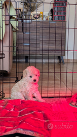 Cuccioli barboncino Toy-Nano Pedigree