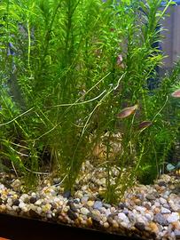 Elodea densa ACQUARIO 5PZ da 20CM