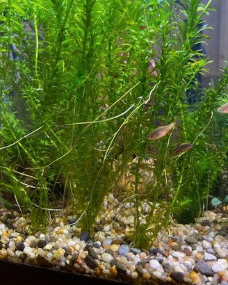 Elodea densa ACQUARIO 5PZ da 20CM