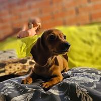 Cuccioli di Bassotto Nano o Kaninchen