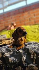 Cuccioli di Bassotto Nano o Kaninchen