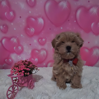 Cuccioli di taglia molto piccola