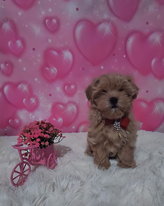 Cuccioli di taglia molto piccola