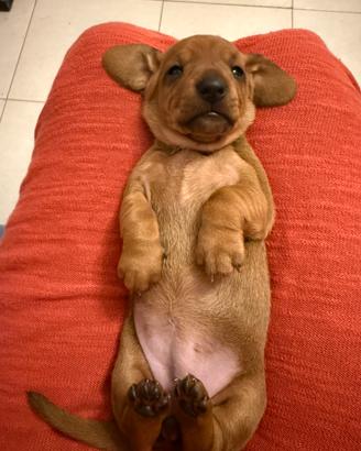 Cuccioli di bassotto standard pelo corto