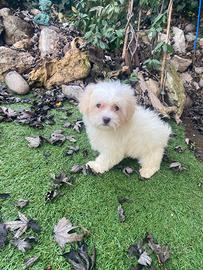 Maschietto di Maltipoo