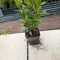 Piante di Allori laurus nobilis 