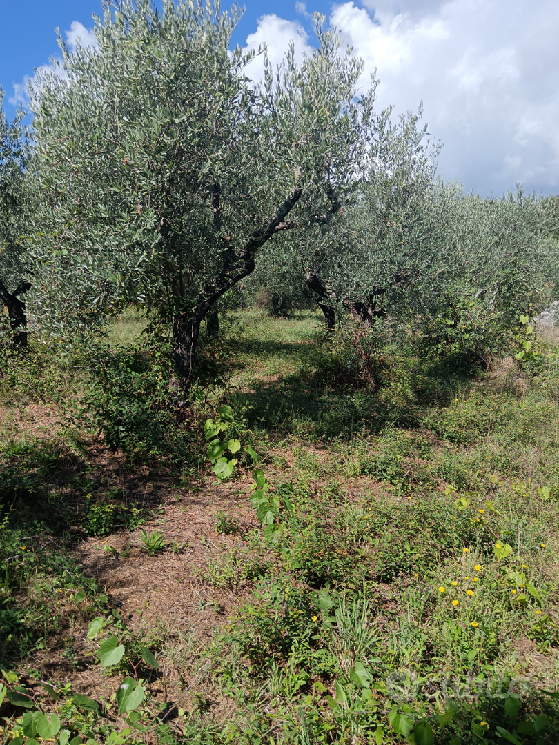 Terreno agricolo con Uliveto - Vista 2