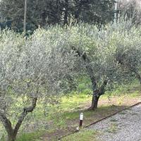 Piante di olivo ad Arezzo