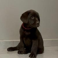 Labrador femmina