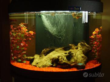 Acquario con mobiletto