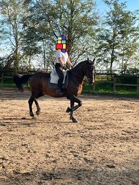 Cavallo spagnolo