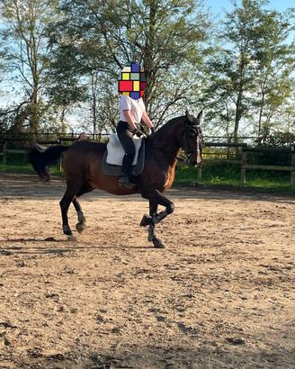 Cavallo