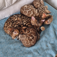 Disponibili cuccioli gatto bengala