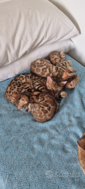 Disponibili cuccioli gatto bengala