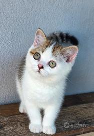 British shorthair maschio