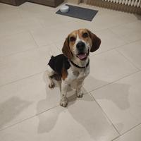 Giovane Beagle