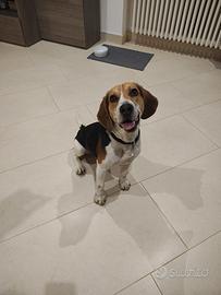 Giovane Beagle