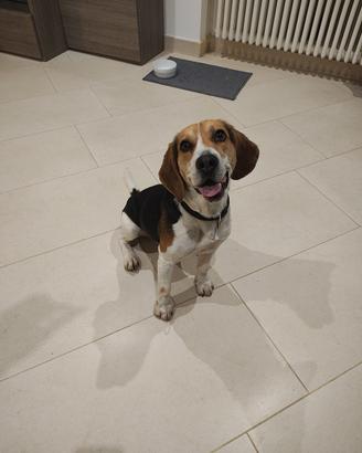 Giovane Beagle