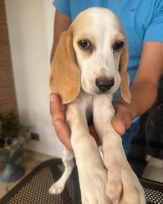Beagle maschio