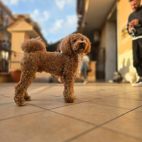 Barboncino nano per monta