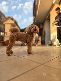 Barboncino nano per monta