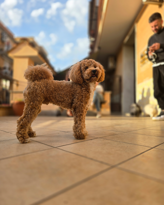 Barboncino nano per monta