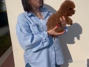 Barboncino Mini Toy Red Brown