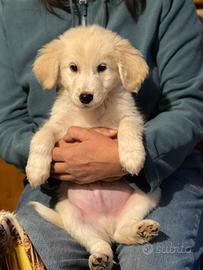 Cuccioli incrocio Labrador