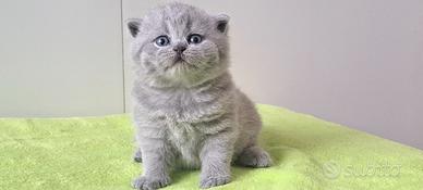 Maschio british shorthair