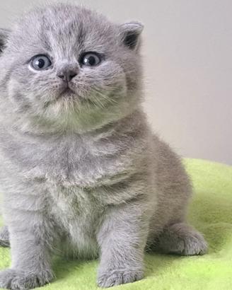 Maschio british shorthair