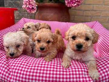 Maltipoo bianchi e albicocca