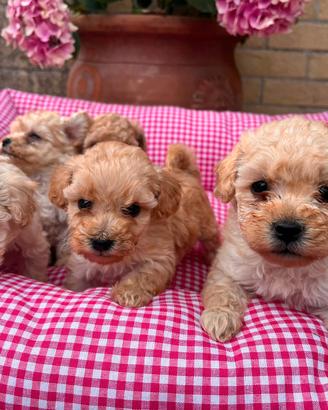 Maltipoo bianchi e albicocca