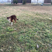 Cuccioli di border collie