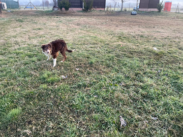 Cuccioli di border collie