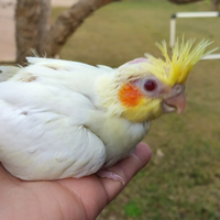 Pulli di calopsite da imbecco