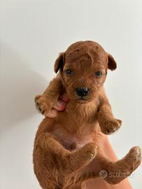 Cucciolo di Barboncino Toy Red