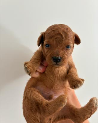 Cucciolo di Barboncino Toy Red