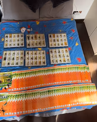 collezione completa “insetti da tutto il mondo”