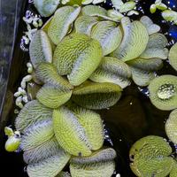 Salvinia pianta acquario