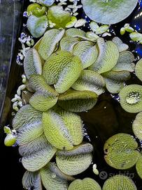 Salvinia pianta acquario
